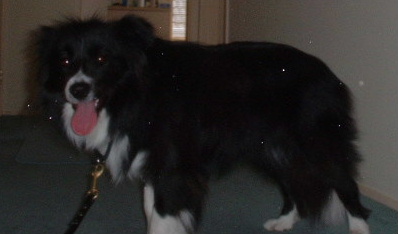 jessy